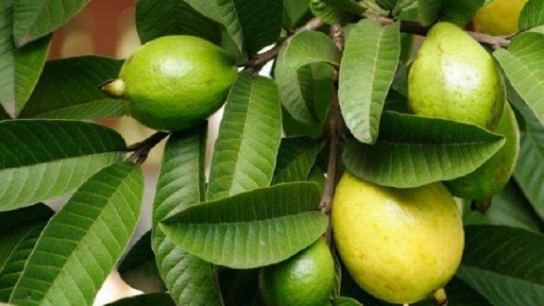 Amazing benefits of Guava leaves for Skin, Hair and Overall Health