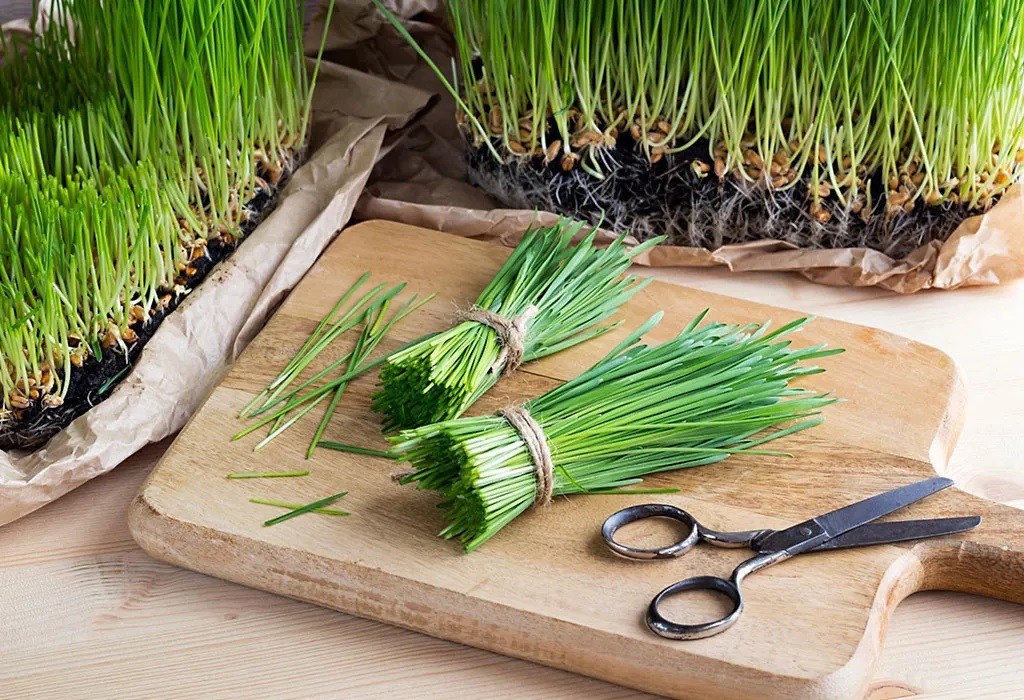 Wheatgrass juice-The Super food just for you
