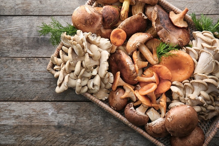 Medicinal Mushrooms: Health Benefits of Cordyceps, Reishi, and Lion’s Mane