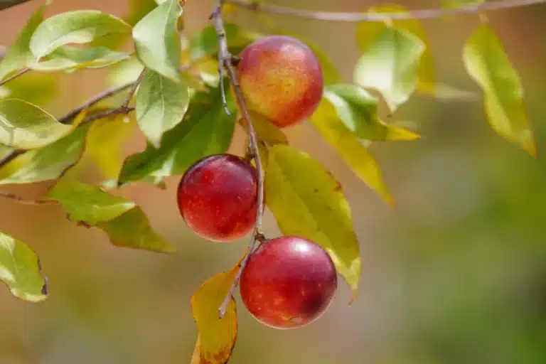 Camu Camu: Amazonian Superfruit May Fight Fatty Liver Disease